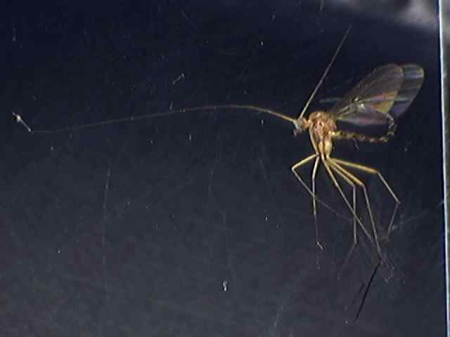 Macrocera stigmoides